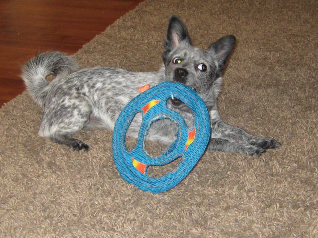 Blueberry loves her doggy frisbee.jpg